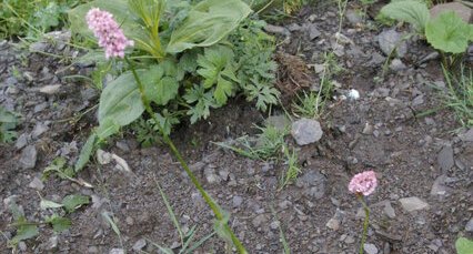 Bistorte (Polygonum)