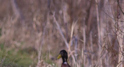 Canard colvert