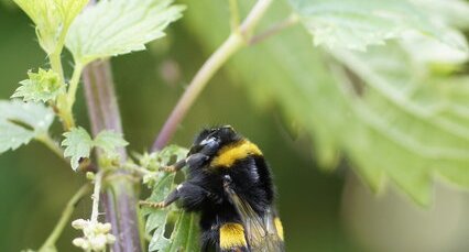 Copulation de Bombus licorum