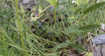 Chenille de Thyria jacobaea ou goutte de sang