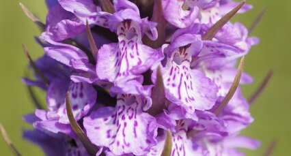 Orchis de fuchs - sous réserve