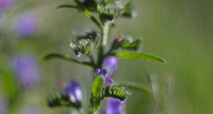 Vipérine commune,Echium vulgare