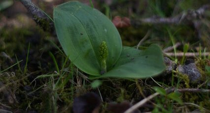 orchis pourpre( jeune pousse)