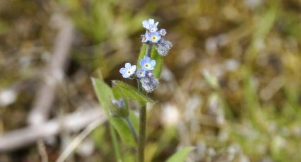 Myosotis sp.