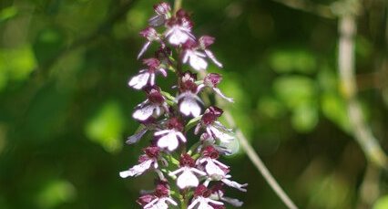 Orchis pourpre