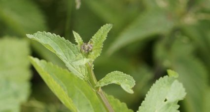 Feuille de Scrophularia sp.