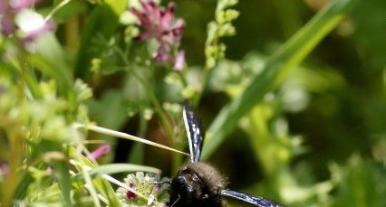 Xylocopa Violacea