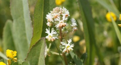 Reseda Jacquini