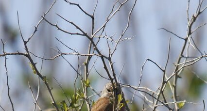 Linotte mélodieuse