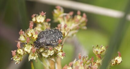 Cétoine grise sur une fleur de jonc piquant