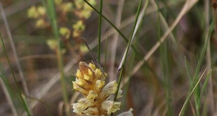 Orobanche sp.