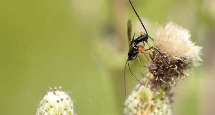 Ichneumon sp