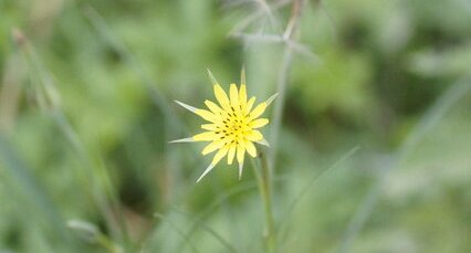 Tragopogon sp. ?