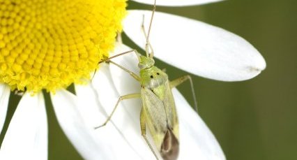 Adelphocoris lineolatus - sous réserve