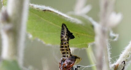 Emergence d'une Chrysomèle du peuplier