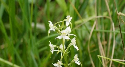 Orchis verdâtre