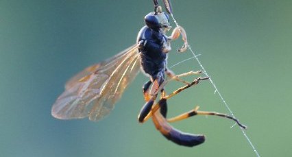 Ichneumon sp. ?