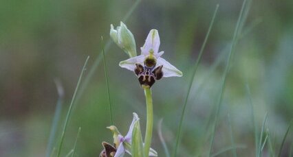 Ophrys bourdon - sous réserve