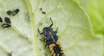 Larve de Coccinelle (asiatique ?)