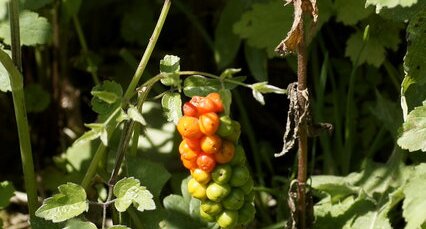 Fruit d'Arum