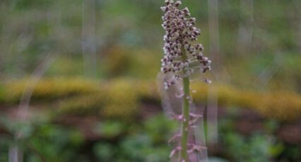 Petasites hybridus a bien grandie