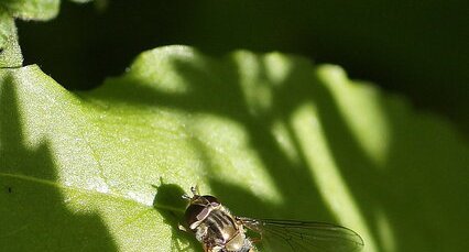 Epysyrphus balteatus - Syrphe ceinturé