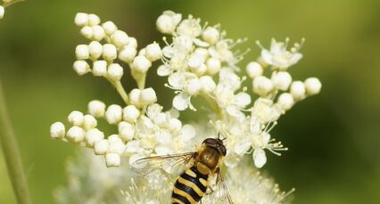 Syrphus ribesii