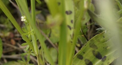 Dactylorhiza maculata - Orchis tacheté - sous réserve