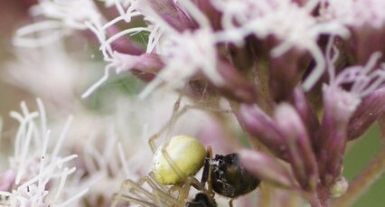 Enoplognatha sp. Vs Syrphidé sur une fleur d'Eupatoire