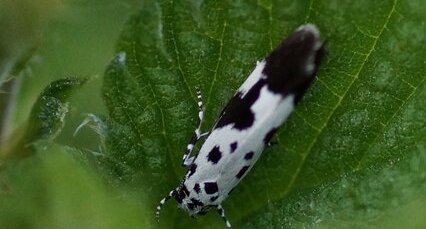 Ethmia quadrillella