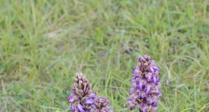 Orchis à grandes bractées