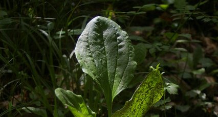 Plantain moyen