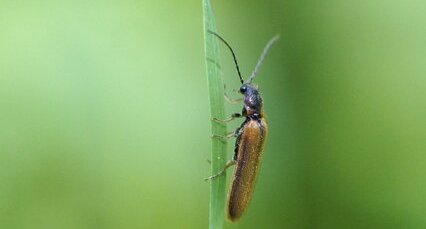 Rhagonycha limbata - sous réserve