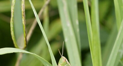 Chorthippus sp. ?