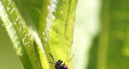 Dolerus sp ou Arge sp. ?