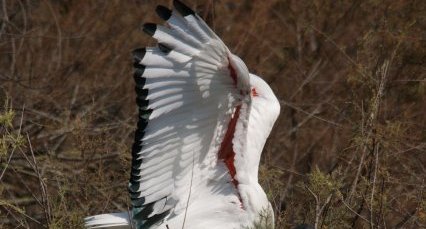 Ibis sacré