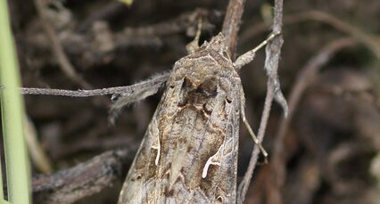 Autographa gamma