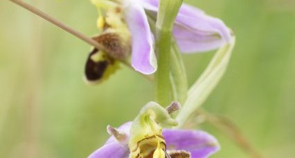 Ophrys abeille