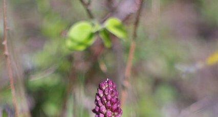 orchis pourpre