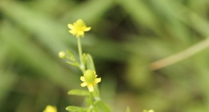 Fleurs de Renoncule scélérate