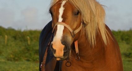 Cheval péteur