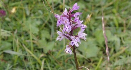 Orchis de fuchs