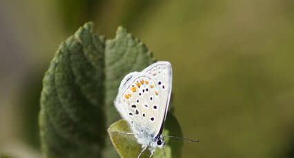 Azuré de la bugrane - Argus bleu