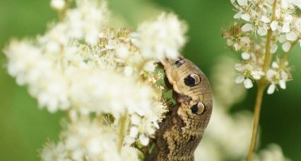 Chenille du Grand Sphinx de la vigne