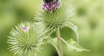 Bombus sp.