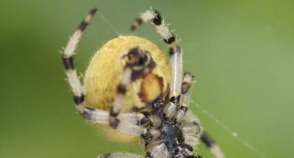 Araneus quadratus femelle - verso