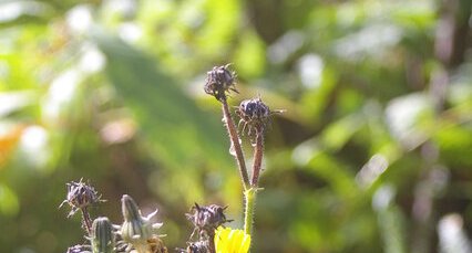 Laiteron oleraceus* (sous réserve)