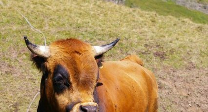 Taureau Tarentaise