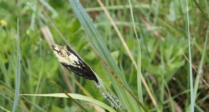 Carex sp.