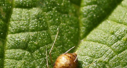 Curiosité entomologique